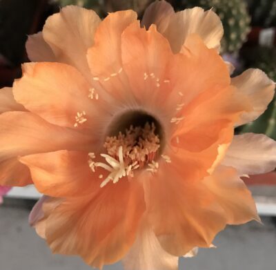 невкорінена діточка Echinopsis 246 Joker, d = 2,0 см