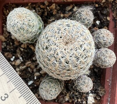 Sulcorebutia sp, кущик - Зображення 2
