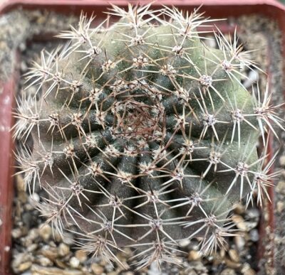 щеплений Echinopsis 313 Chan Chan , d = 2,9 см (мінлива квітка) - Зображення 3