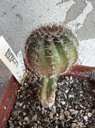 щеплений Echinopsis 313 Chan Chan , d = 2,9 см (мінлива квітка) - Зображення 4