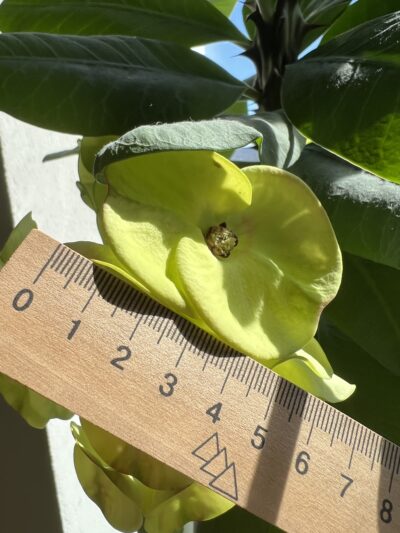 euphorbia крупноквіткова - Зображення 5