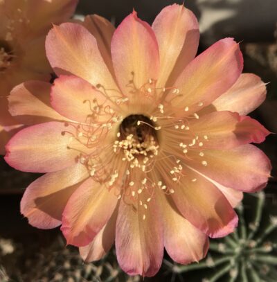 невкорінена діточка Echinopsis 606 Madeira, d = 2,2 см, h = 1,4 см - Зображення 3
