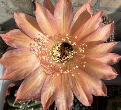 невкорінена діточка Echinopsis 606 Madeira, d = 2,2 см, h = 1,4 см