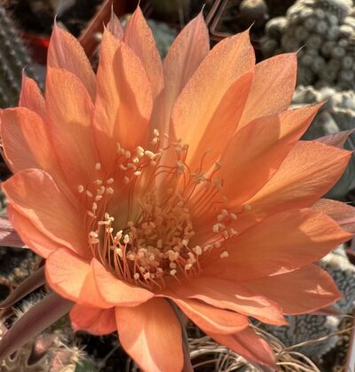 невкорінена діточка Echinopsis 606 Madeira, d = 2,2 см, h = 1,4 см - Зображення 2
