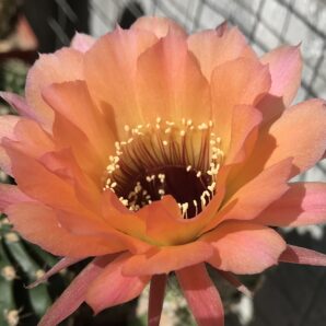 невкорінена діточка Echinopsis А017 Hades, d = 3,0 см