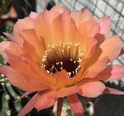 невкорінена діточка Echinopsis А017 Hades, d = 3,0 см