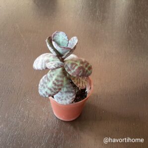 Kalanchoe figuereidoi
