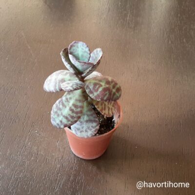 Kalanchoe figuereidoi