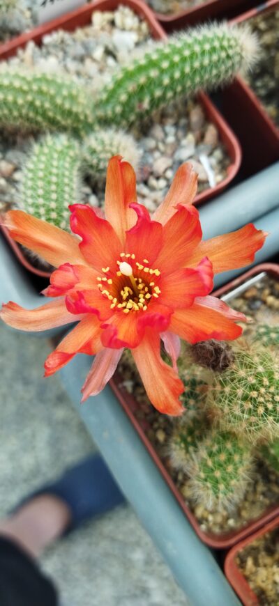 Chamaecereus hybrid Lincoln Crinkles - Зображення 3