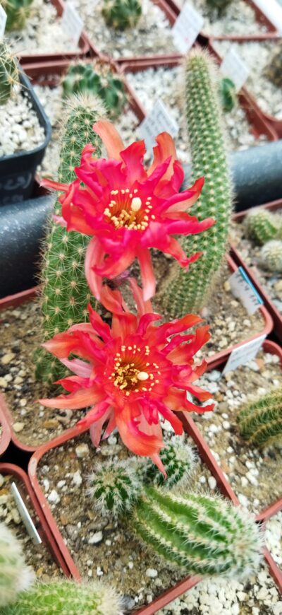 Chamaecereus hybrid Lincoln Crinkles - Зображення 2