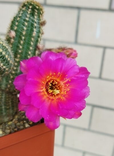Chamaecereus hybrid Lincoln Prize - Зображення 4