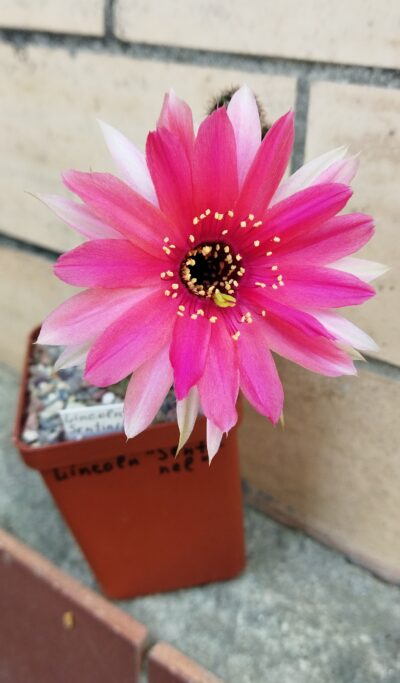 Chamaecereus hybrid Lincoln Sentinel - Зображення 3