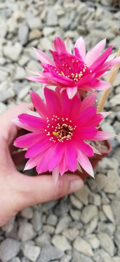 Chamaecereus hybrid Lincoln Sentinel - Зображення 4
