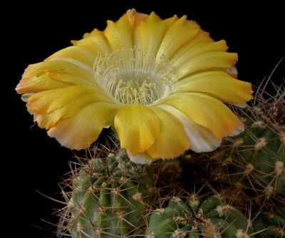 Lobivia haematantha v. hualfinensis 'fechseri' WR 230 (Nacamientos, Arg) - Зображення 2