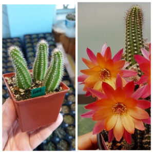 Chamaecereus hybrid Pan17.77.06 Lot