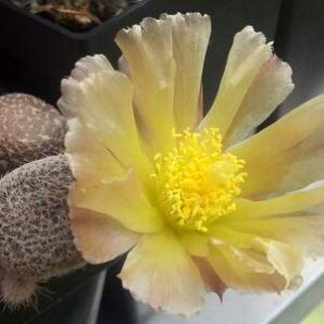 Maihueniopsis clavarioides v. albispinus - пагони-
