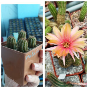 Chamaecereus hybrid Merlin Swencey
