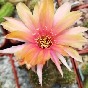 Chamaecereus hybrid Merlin Swencey