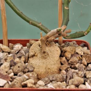 monadenium-invenustum-1