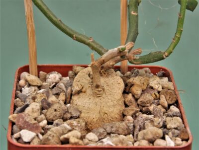 monadenium-invenustum-1
