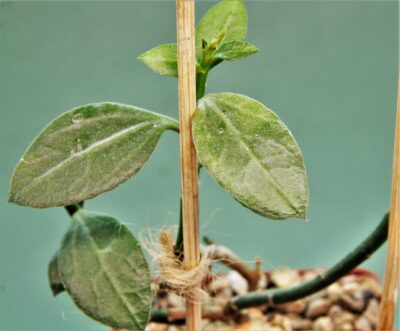 monadenium-invenustum-1 - Зображення 2