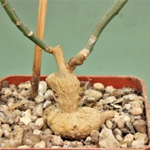 monadenium-invenustum-2