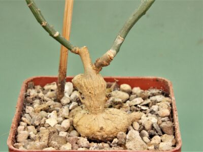 monadenium-invenustum-2