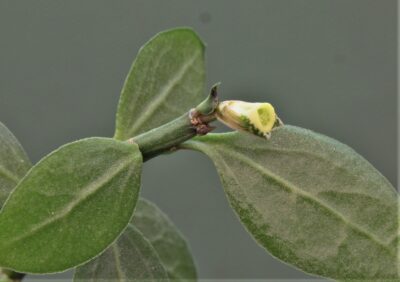 monadenium-invenustum-2 - Зображення 2