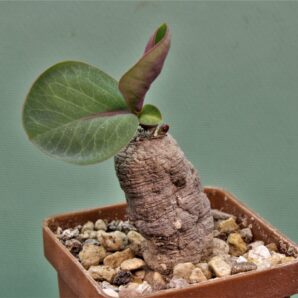 monadenium-orobanchoides-kipili-tanzania-2