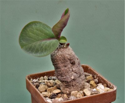 monadenium-orobanchoides-kipili-tanzania-2