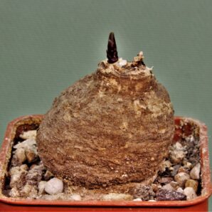 monadenium-peduculatum-ludewa-tanzania-1