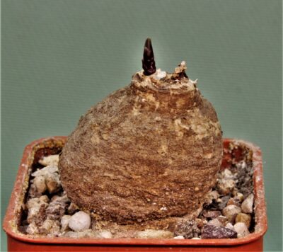 monadenium-peduculatum-ludewa-tanzania-1