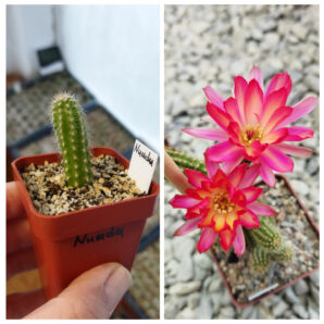 Chamaecereus hybrid Pan2020.170.009 Nuada