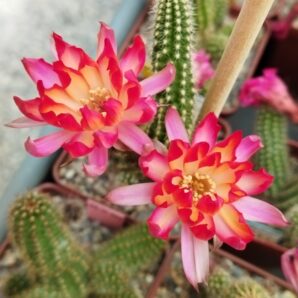 Chamaecereus hybrid Pan2020.170.009 Nuada