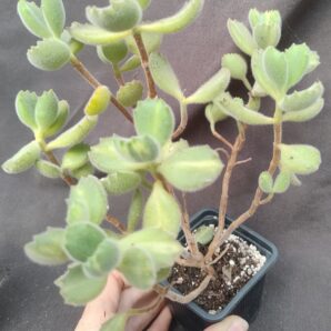 cotyledon tomentosa mediovariegata bear's paw