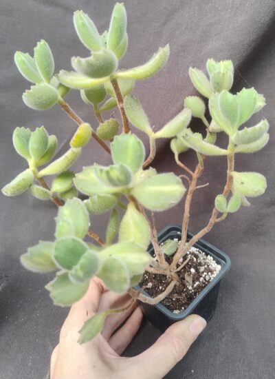 cotyledon tomentosa mediovariegata bear's paw