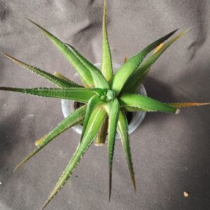 haworthia fasciata variegata