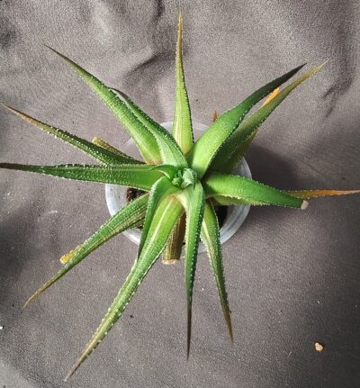 haworthia fasciata variegata