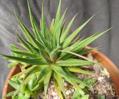 haworthia marginata* margaritifera діаметр не менше 10см