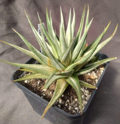 haworthia tortuosa white variegata