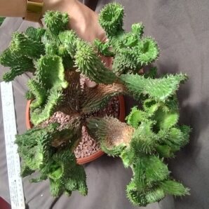 Euphorbia green elf monster зріз