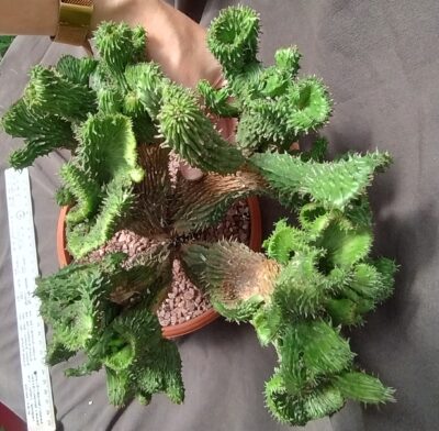 Euphorbia green elf monster зріз