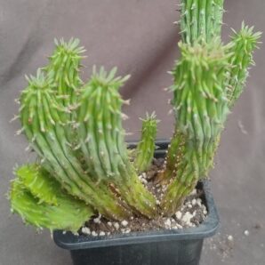 Euphorbia green elf monster молода рослина