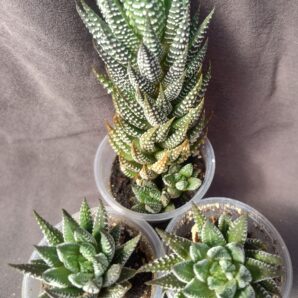 Haworthia chalumnensis RIB0445, banks of Chalumna River менша