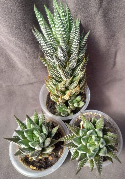 Haworthia chalumnensis RIB0445, banks of Chalumna River менша