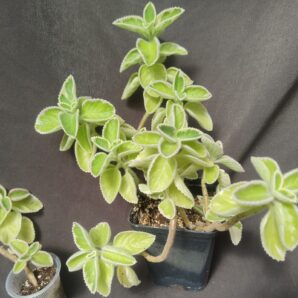 plectranthus amboinicus variegata великий лист, рожевіє на сонечку
