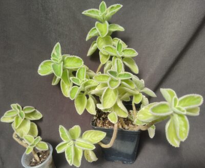 plectranthus amboinicus variegata великий лист, рожевіє на сонечку