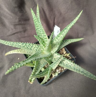 aloe vera*vito variegata дітка
