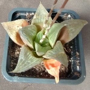 Haworthia magnifica від variegata
