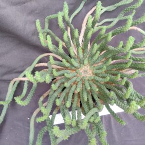 Euphorbia inermis доросла